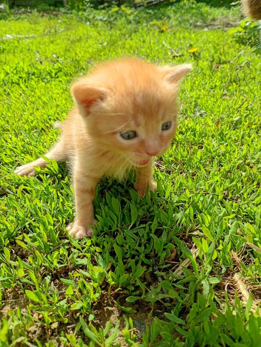 Продам двух котят!