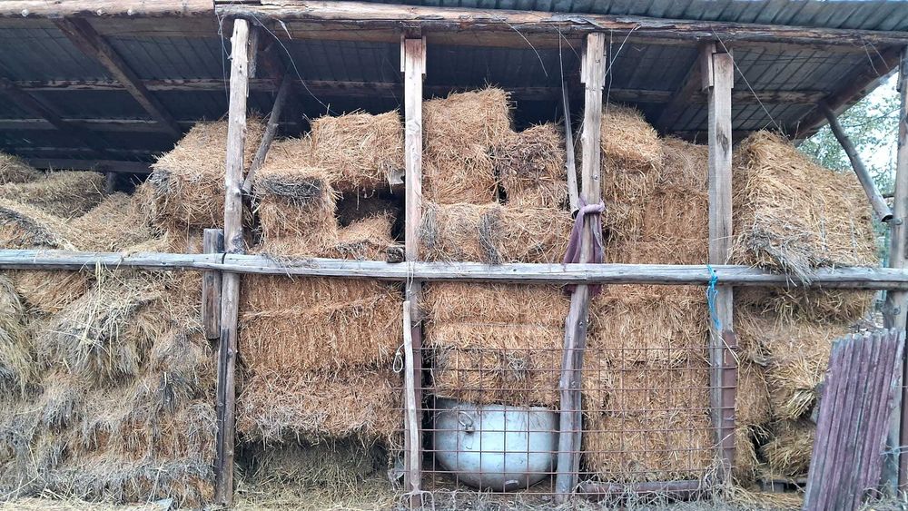 vând baloți lucernă otavă