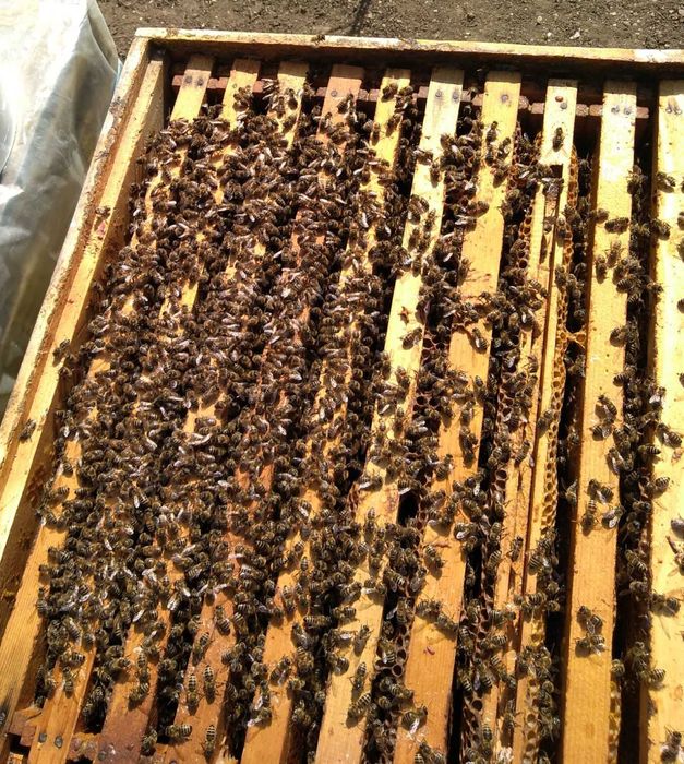 Familii de albine/stupi