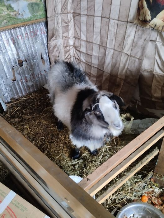 Коза с козленком