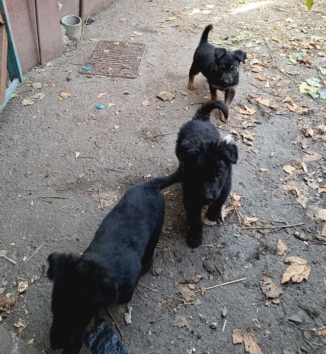 Продам щенков, метисы