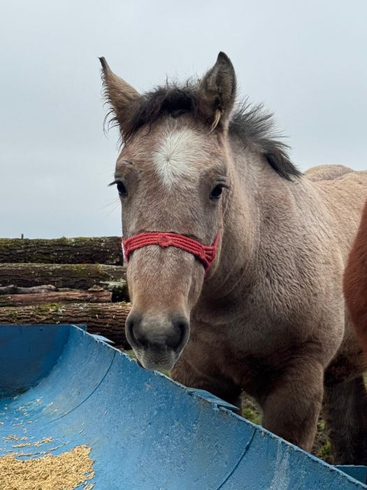 Vând mânz comtois (sarg) si manza muceda din armasar unguresc