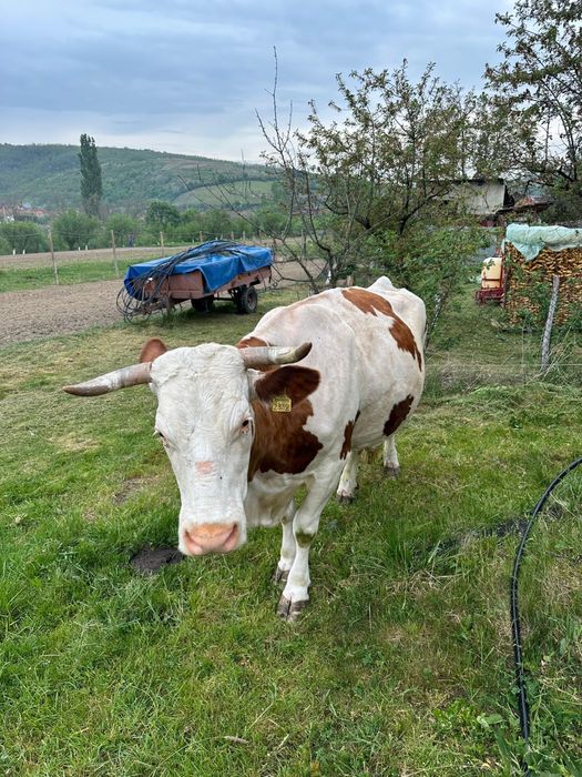 Vaca Bălțată Românească