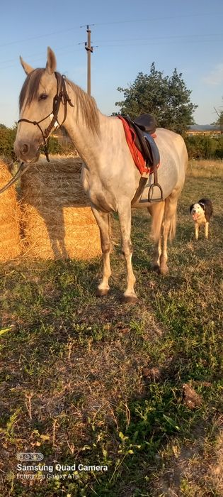 Iapă andaluz cu pedigree Spania