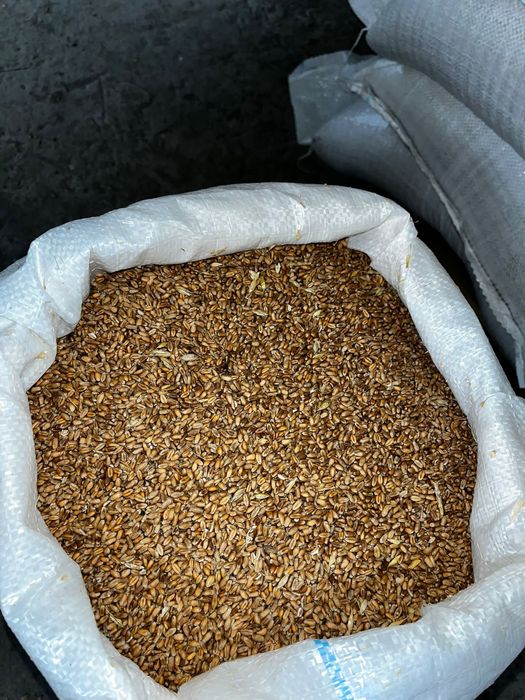 Vand Grâu/Mazăre/Orz/ Strot/ Floare