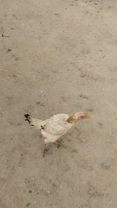 Dakan tovuq sotiladi