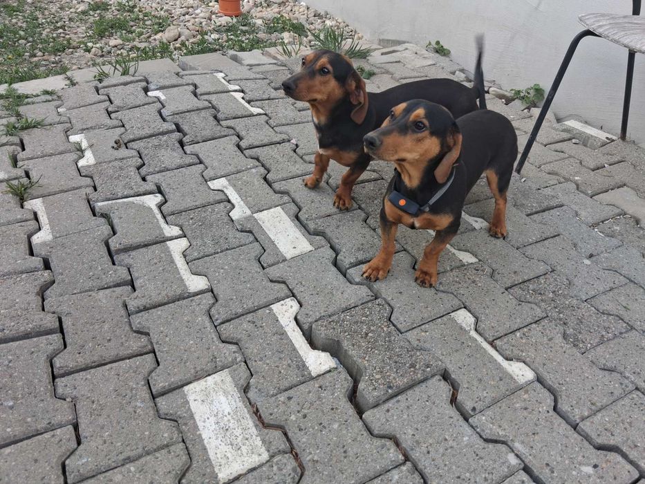 Tekel băieți/frați