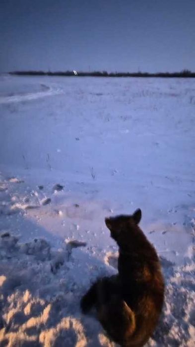 Срочно нужна помощь собаке!