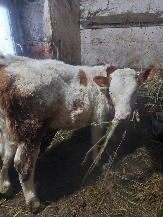 Un tauras si o vitea intarcati