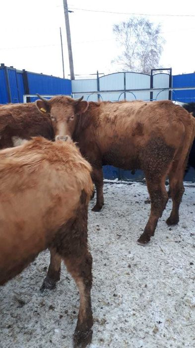 Продам КРС телку