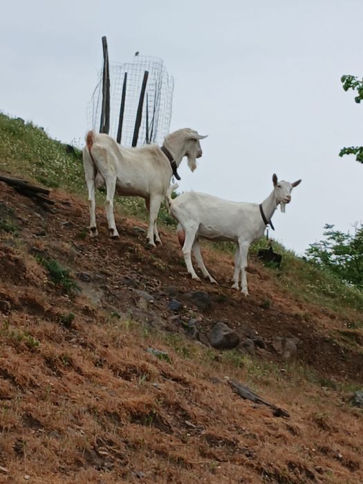 Vând Țap Saanen