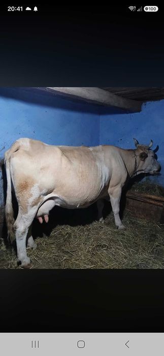 Vand vaca cu lapte,gestanta