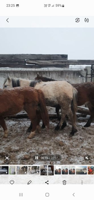 Продам 2 тай с откорма