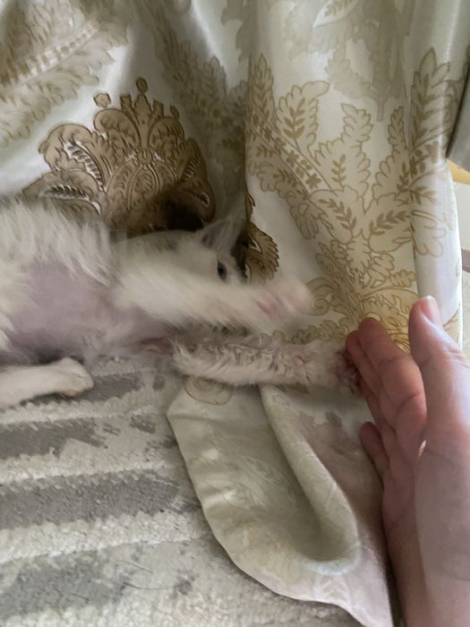 отдам бесплатно в хорошие руки