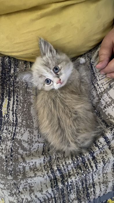 котенок в хорошие руки