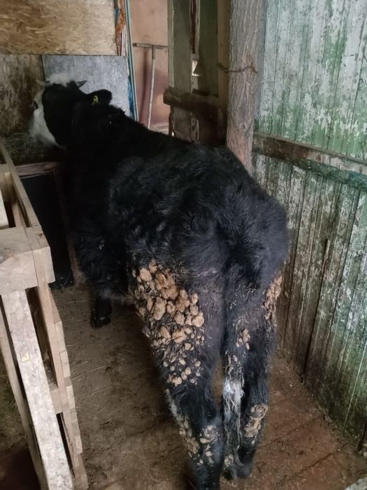 Сельскохозяйственное животное