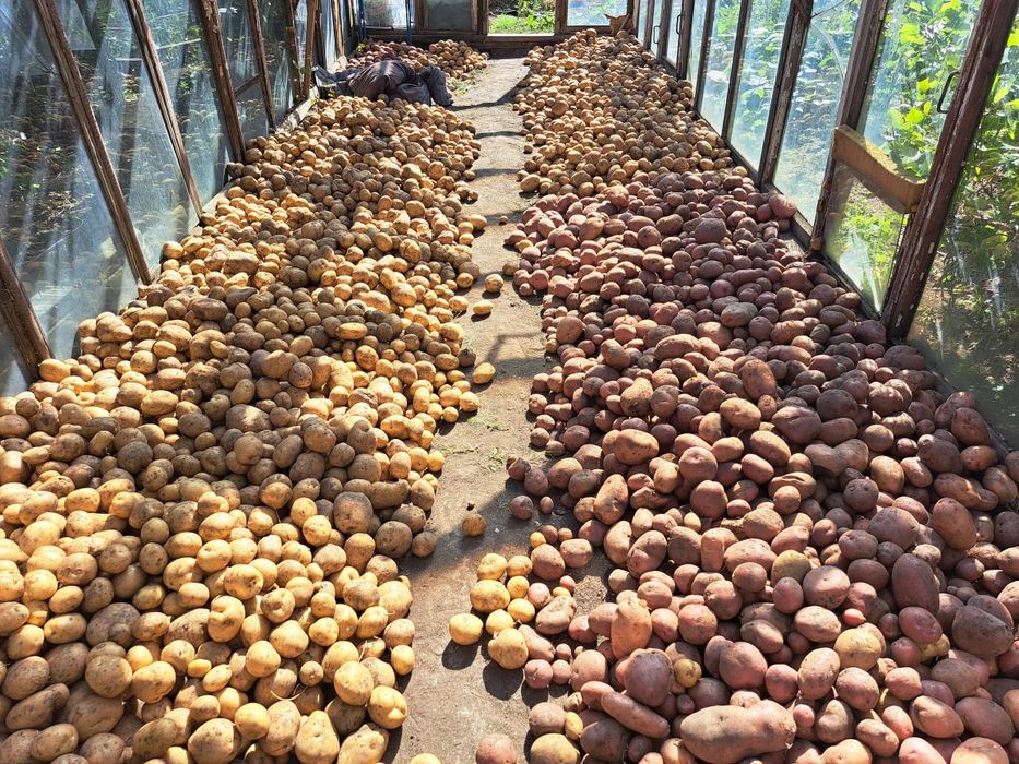 Продам домашний картофель