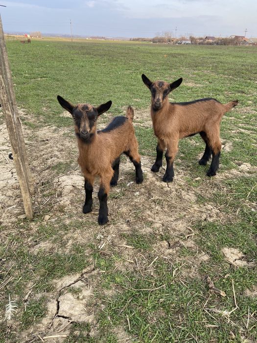 Iezi alpin francez si saneen