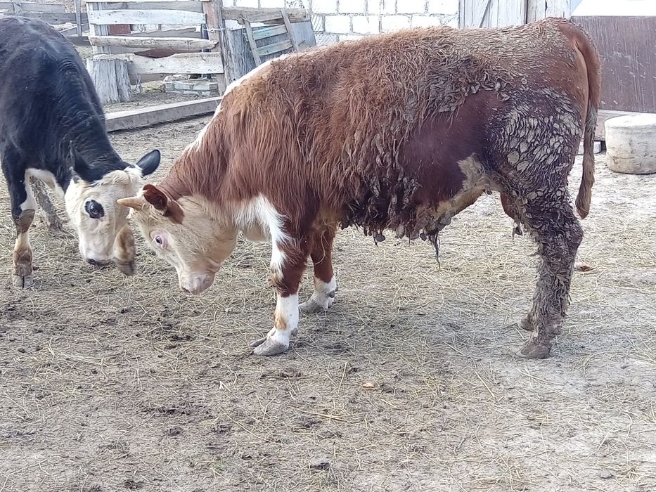 Откорм бұқалар сатылады 1жасар