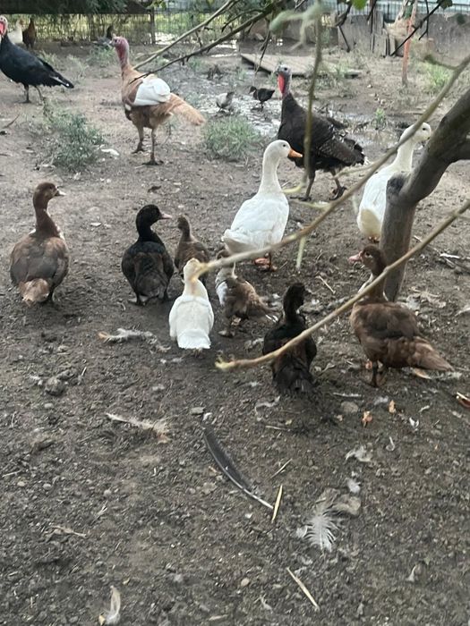 Продам    уток