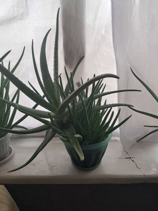 Продам алоэ вера