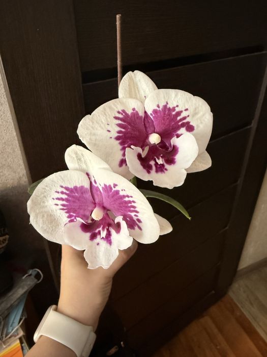 Орхидея фаленопсис