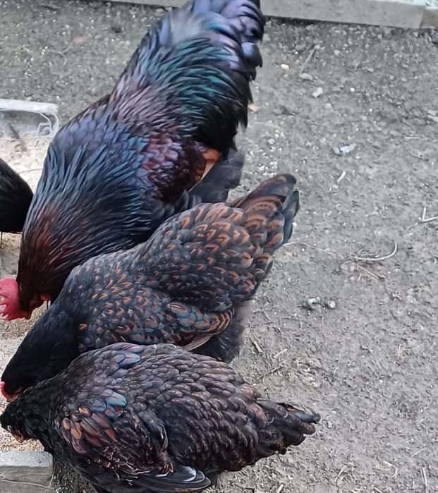 Oua pentru incubat. Rhode Island și  Barnevelder