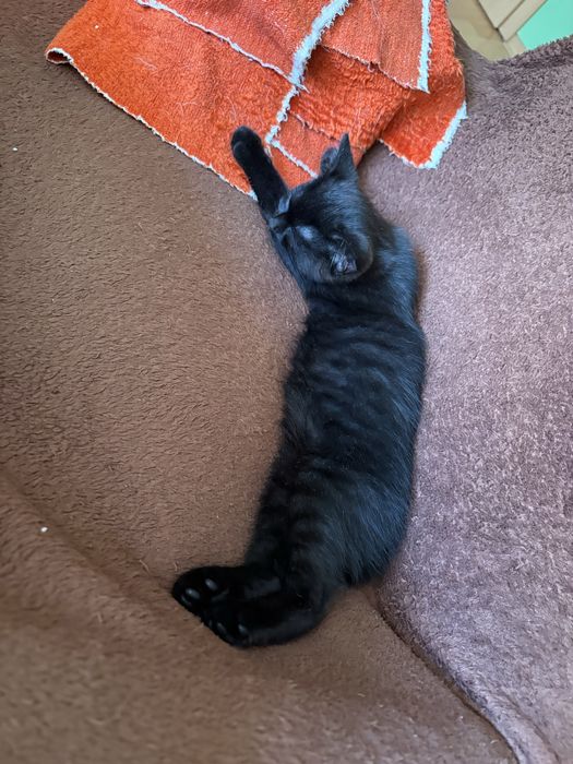 Котенце женско на 2,5 месеца