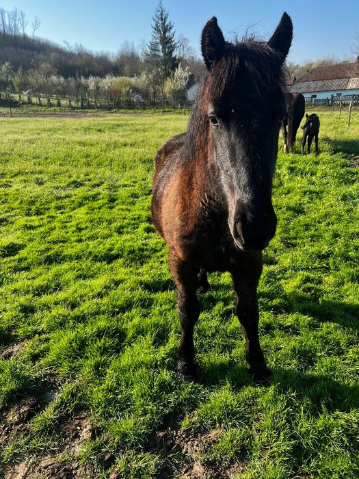 Mânză neagră din cai grei