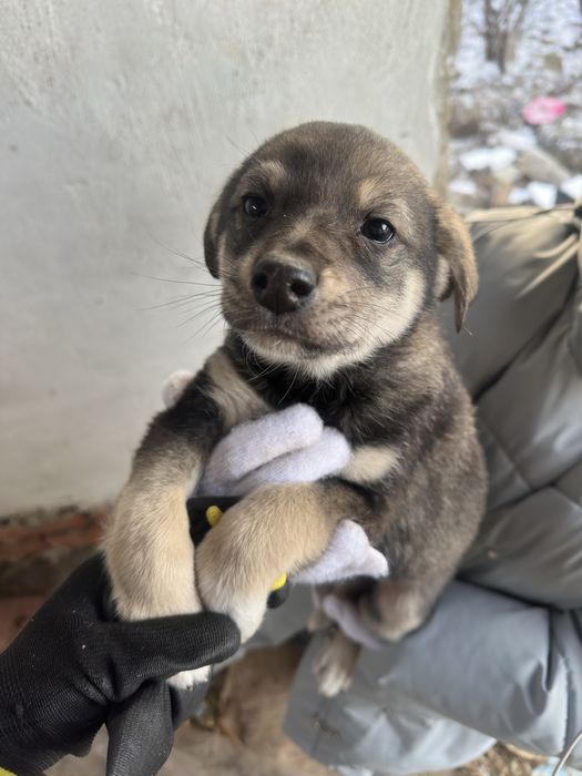 Щенок пацан ищет дом