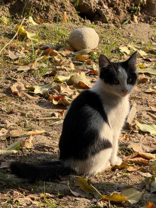 Отдам в хорошие руки, дети Трех-цветки. Меҳрибон қўлларга ҳадя!
