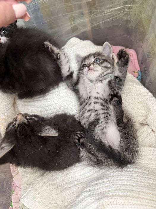 Отдам котят в очень сильно добрые руки)