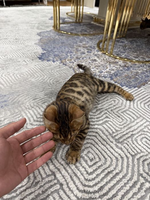 Бенгал мушуги срочна сотилади