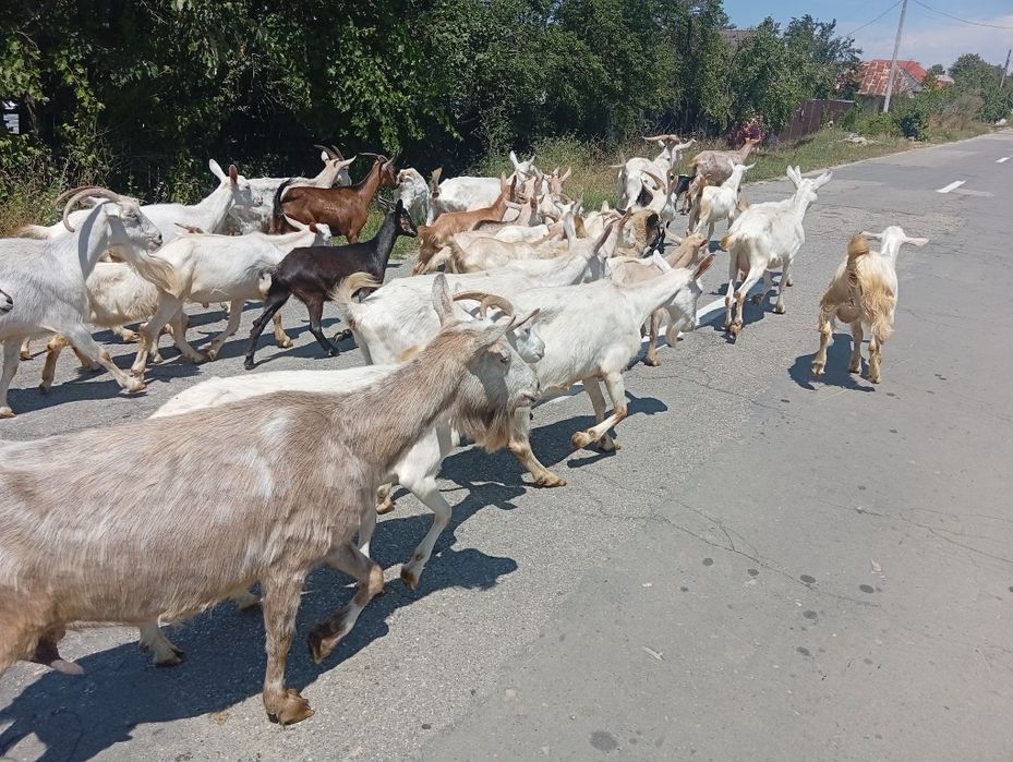 Vând capre iezi și iede