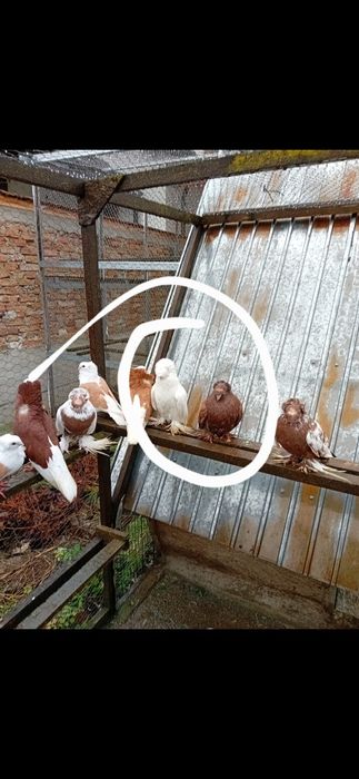 Porumbei tobosari germani