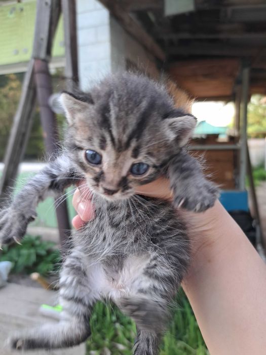 Котята бесплатно