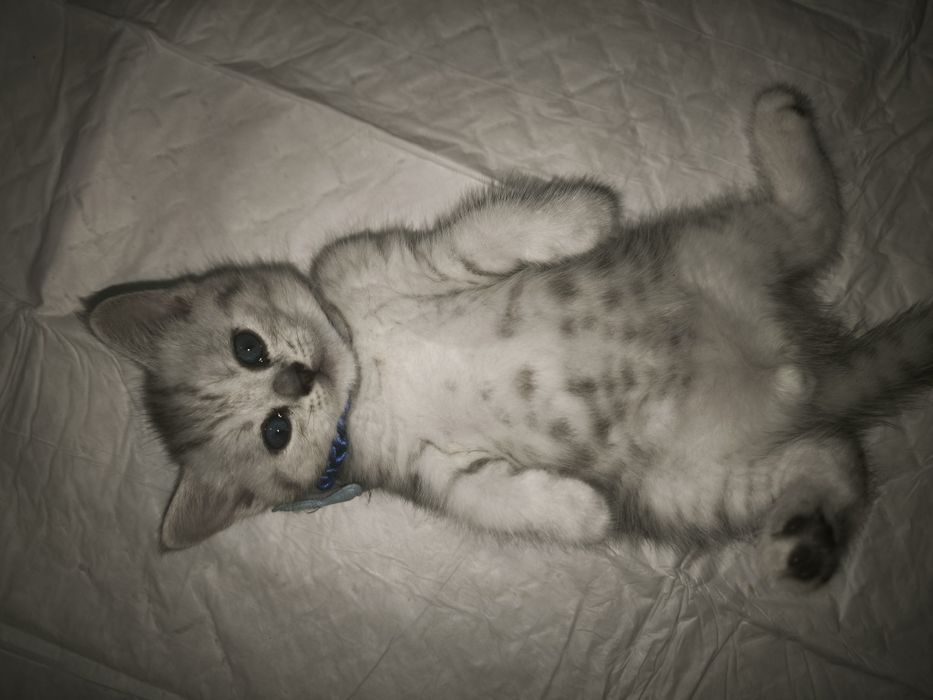 Британский котёнок  милый малыш