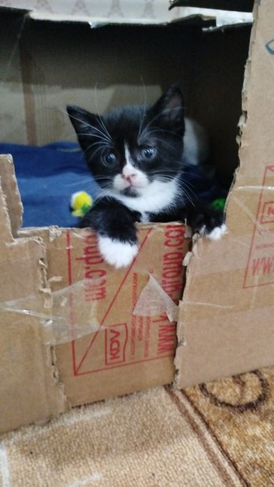 Отдам даром,даром