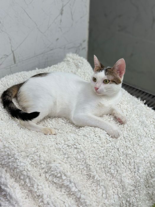 Adopție pisica 6 luni Sterilizata și vaccinata București