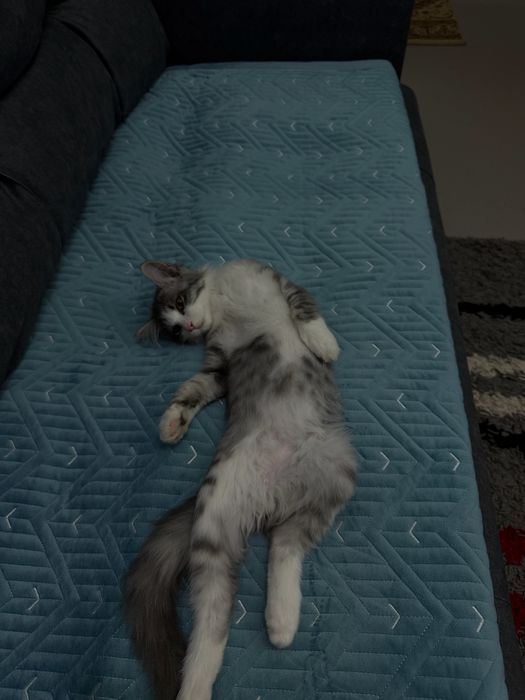 Отдам котика в добрые руки