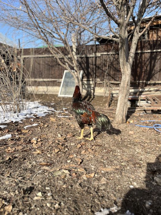 дакан сатлады 20000