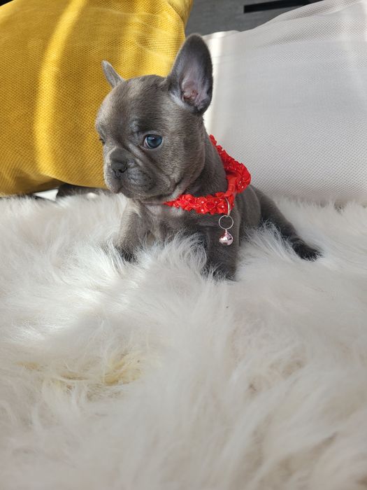 Bulldog francez blue