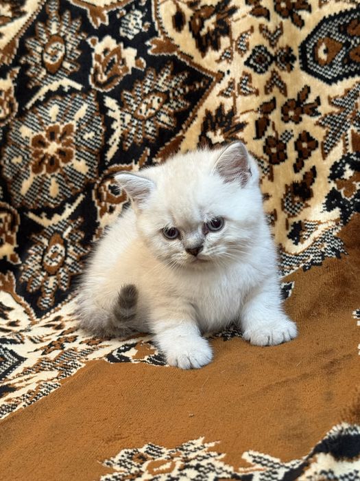 Продаются шотландские котята
