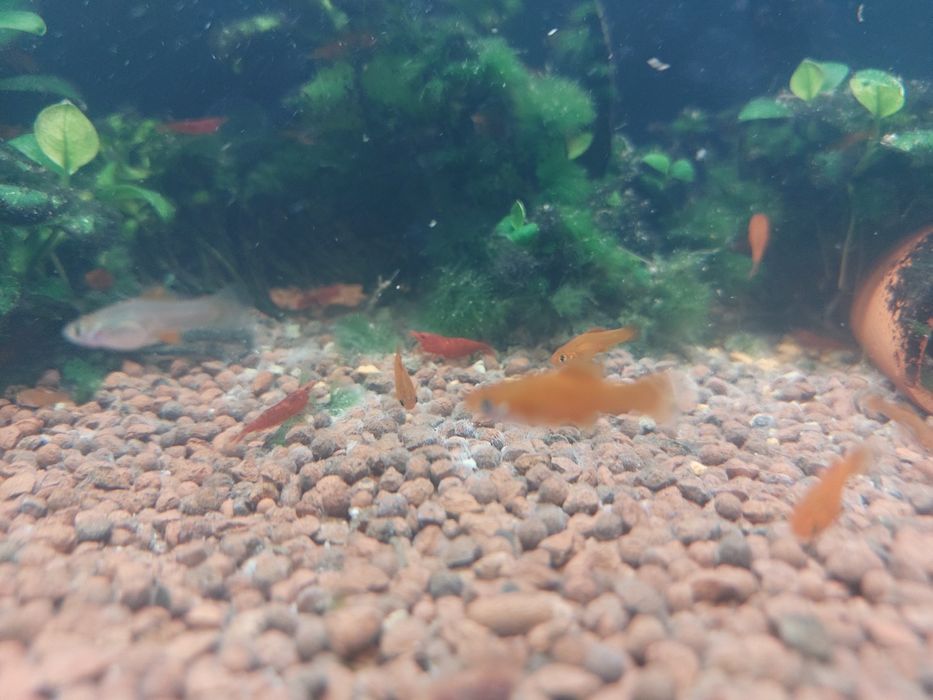 Меченосец малёк красный