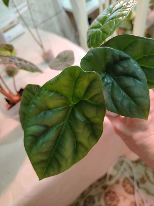 Продам комнатные цветы