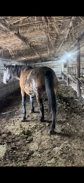 Қысыр бие сатылымда