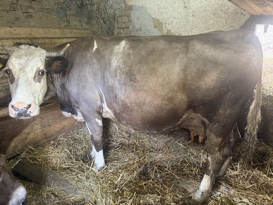 Vand vacă brună de Maramureș gestanta de 3 luni