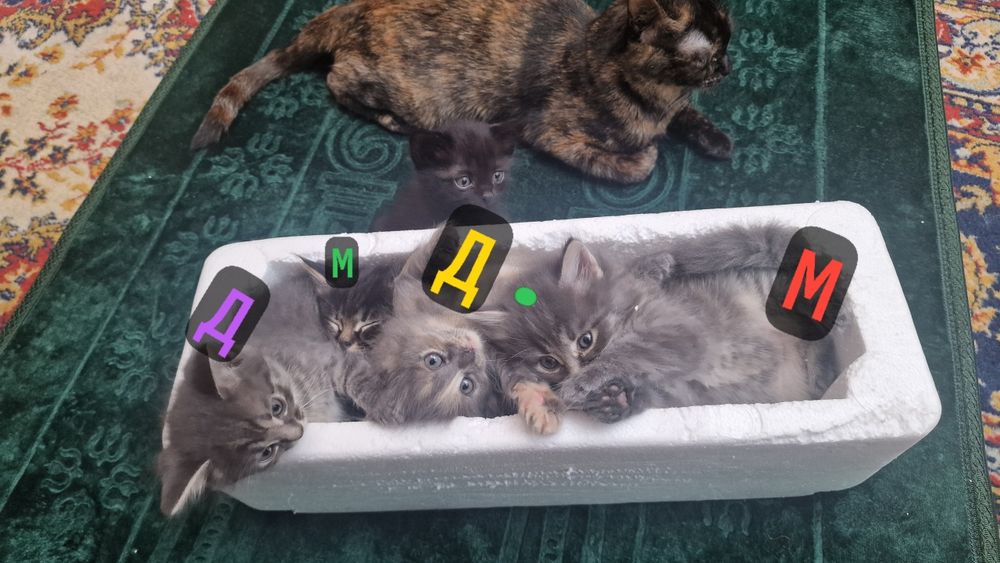 Котята чистые даром