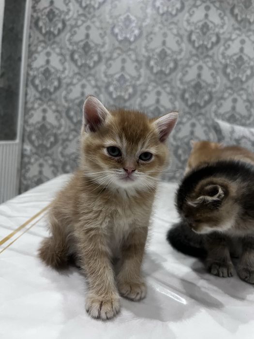 котята по 6 недель