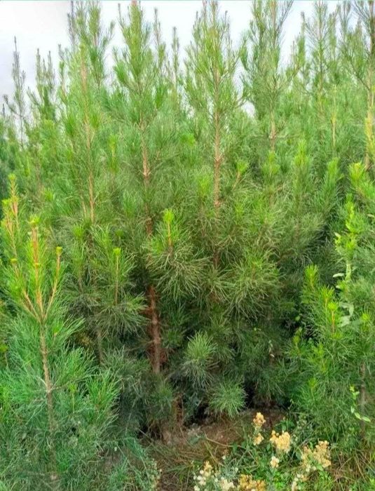 Сасна мевали Кучатлар ва гуллар